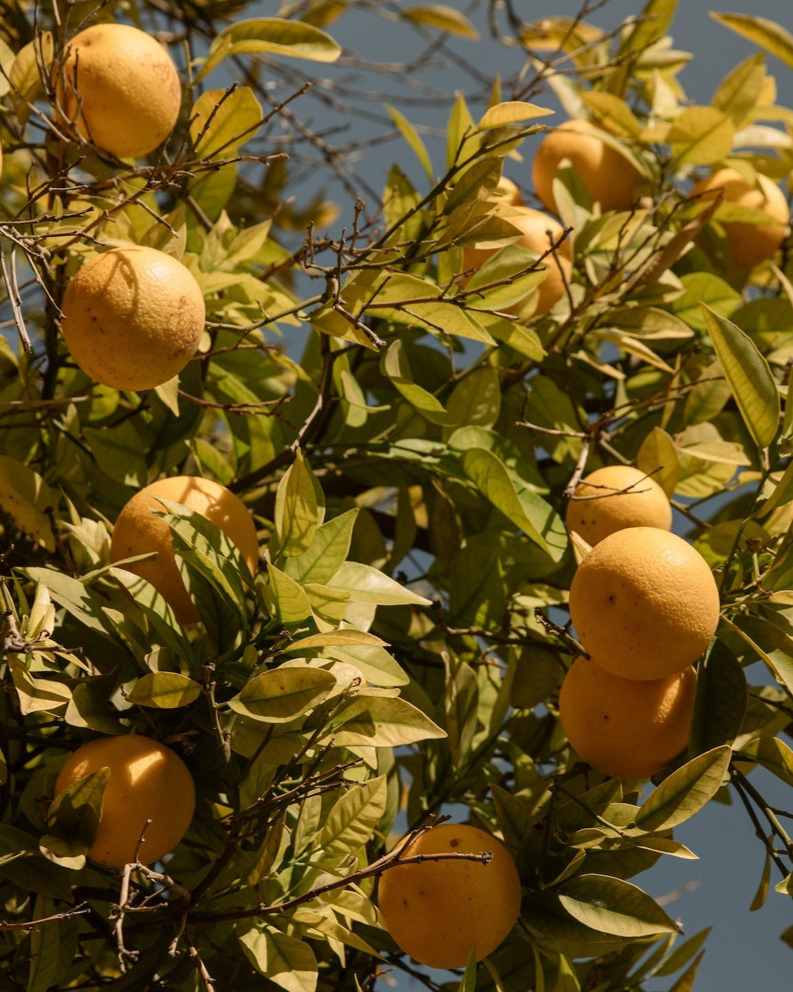 Les vertus des agrumes