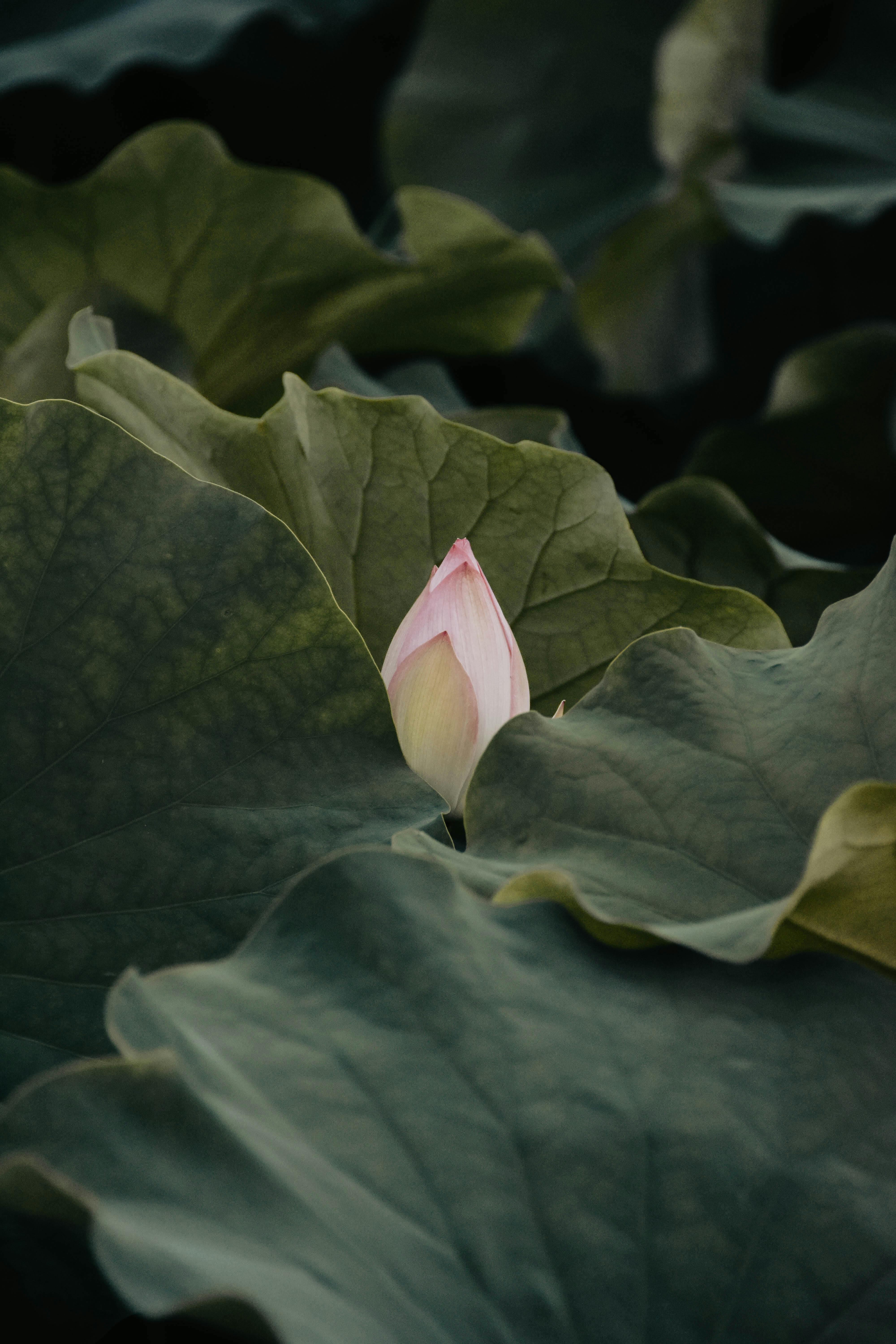 Les vertus des fleurs