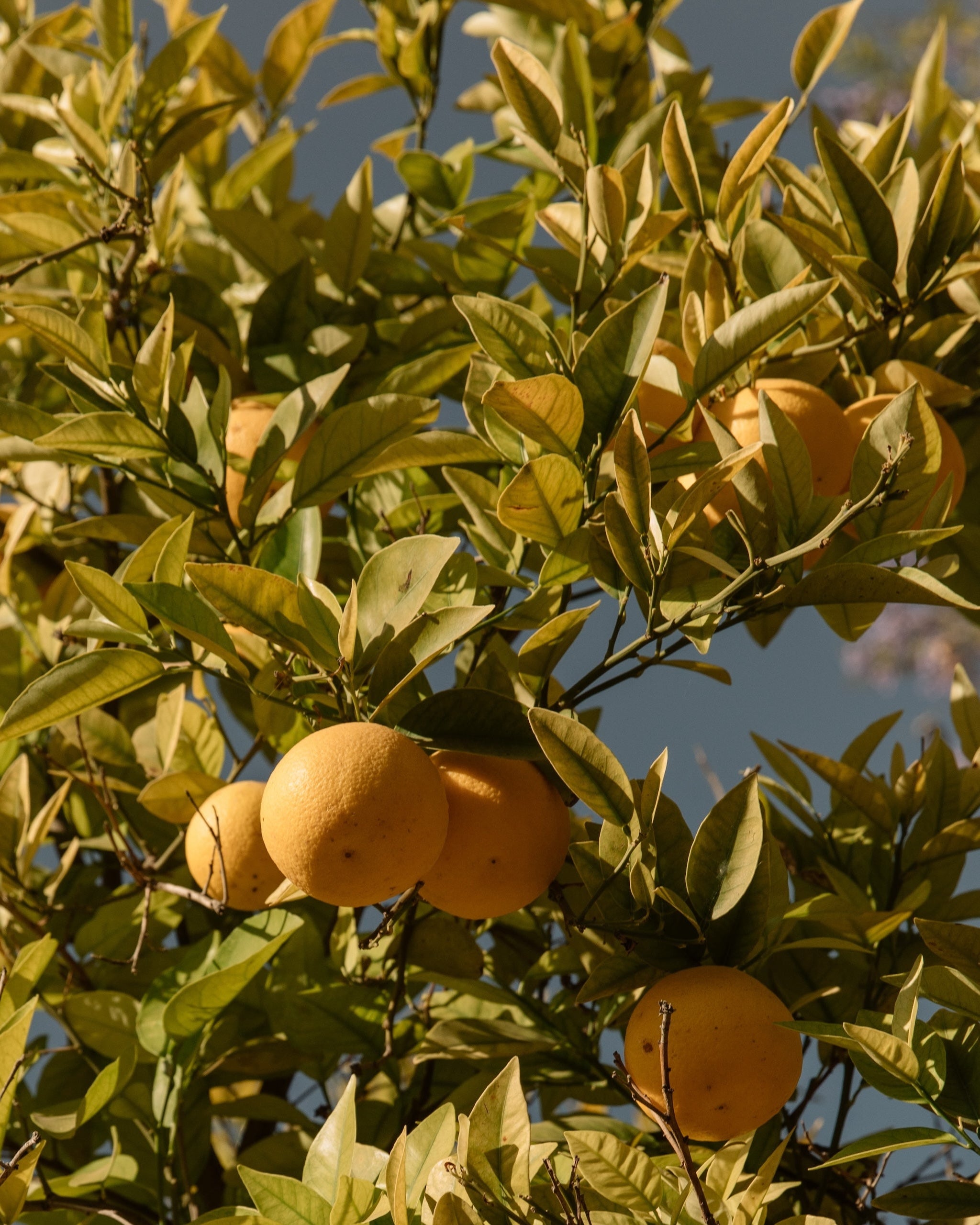Citrus Maxima